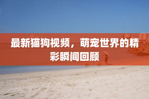 最新猫狗视频，萌宠世界的精彩瞬间回顾