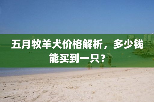 五月牧羊犬价格解析,多少钱能买到一只?