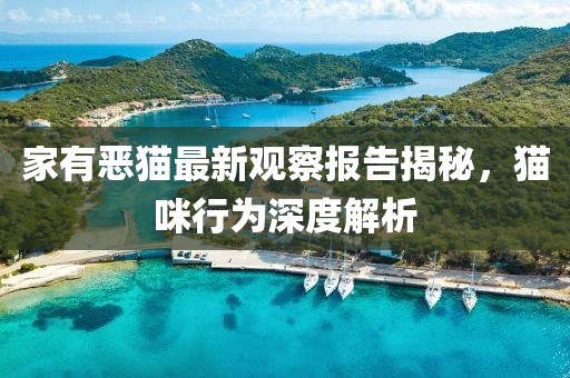 家有恶猫最新观察报告揭秘，猫咪行为深度解析