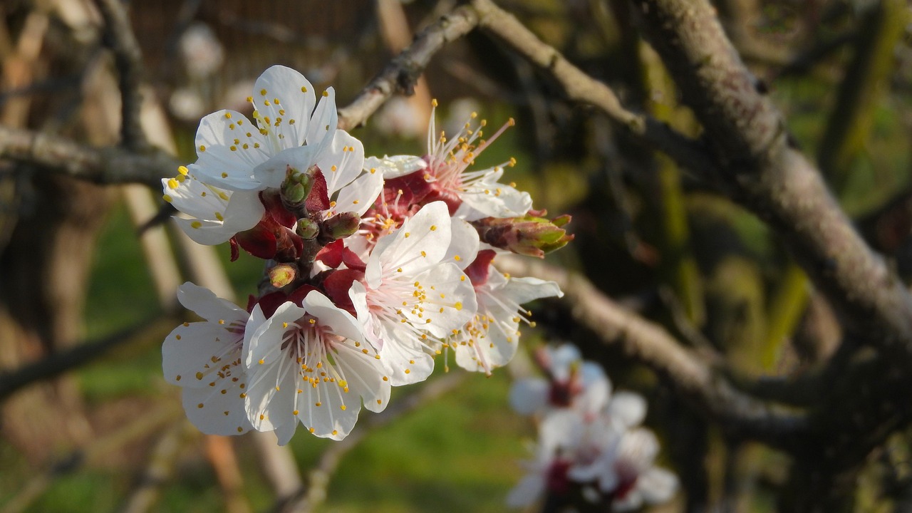 蔡依林最新动态,突破自我,魅力不减反增