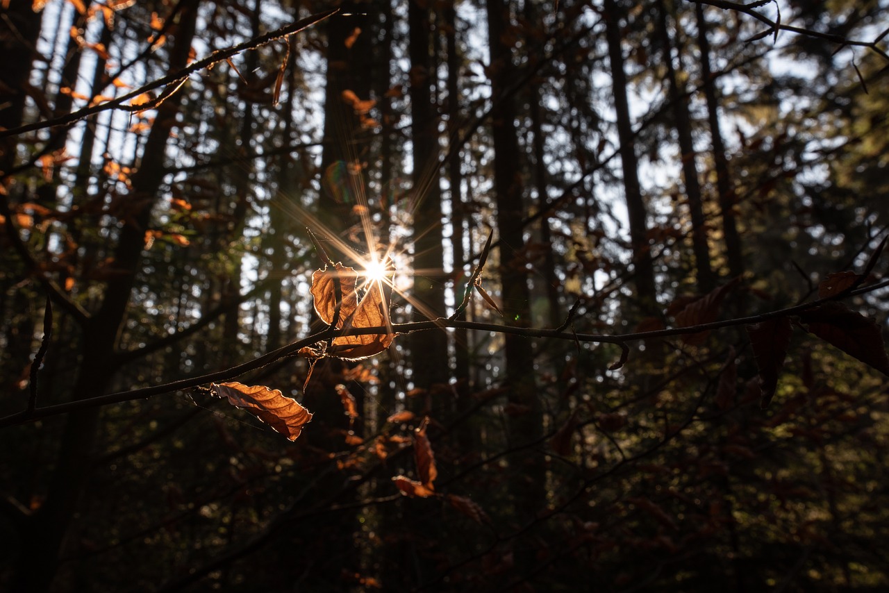 农业科技的未来之光,最新A种子亮相,引领种植革命