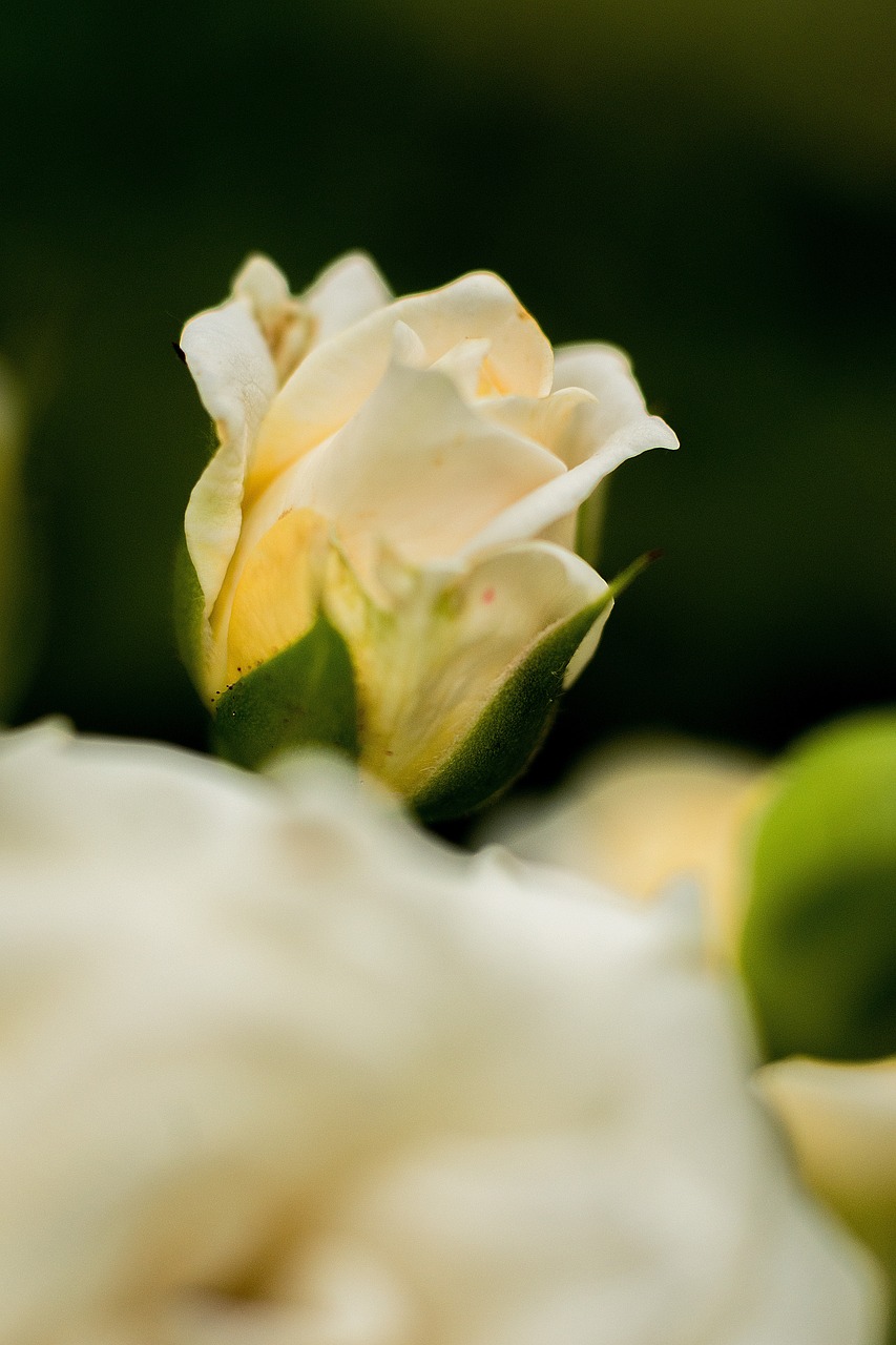 贾浅浅最新动态,文学新星璀璨绽放之路