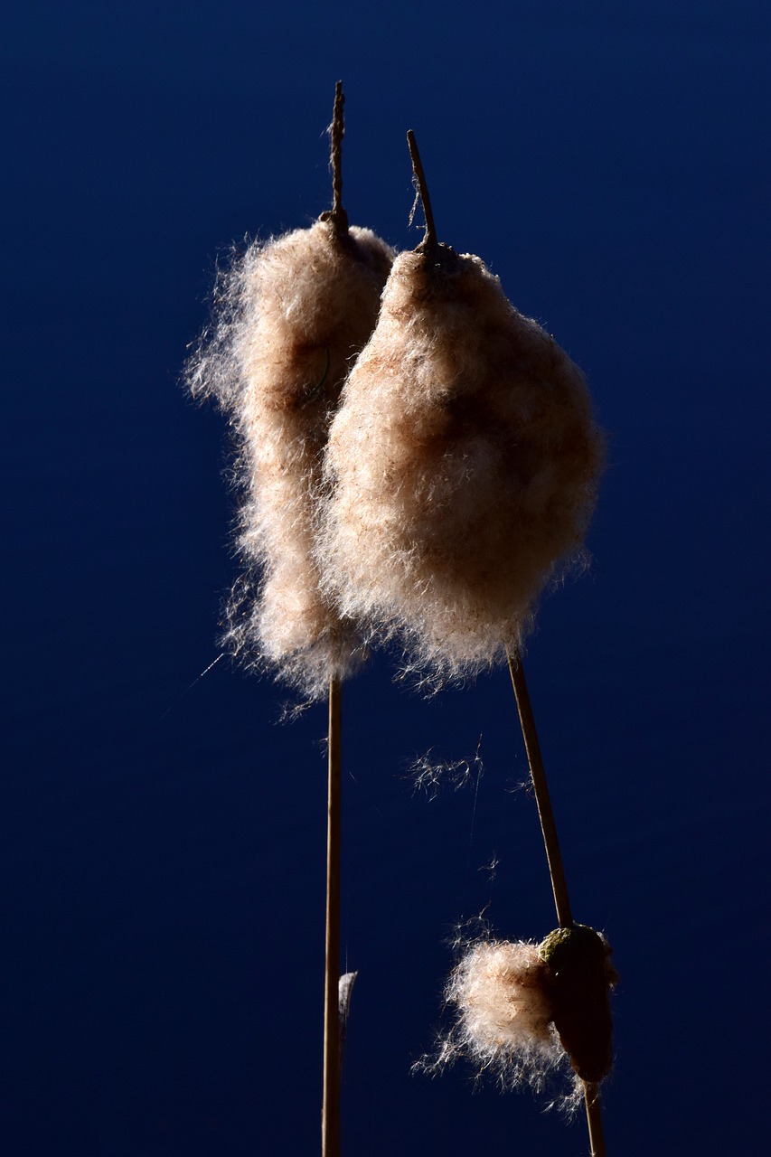 金种子酒最新动态,传承创新并重,引领酒类市场潮流新风向