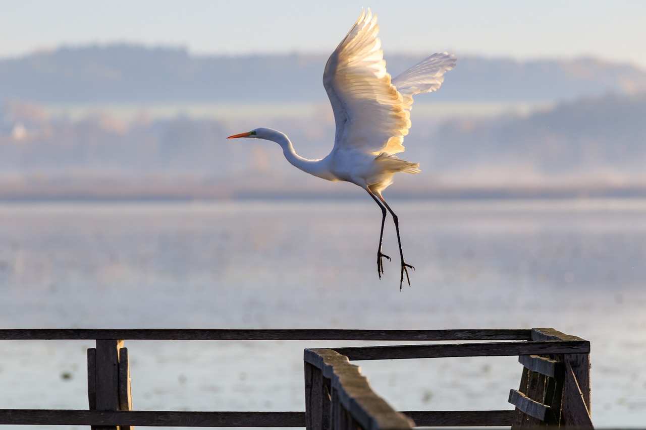 伊美开战最新动态,全球关注下的焦点影响分析