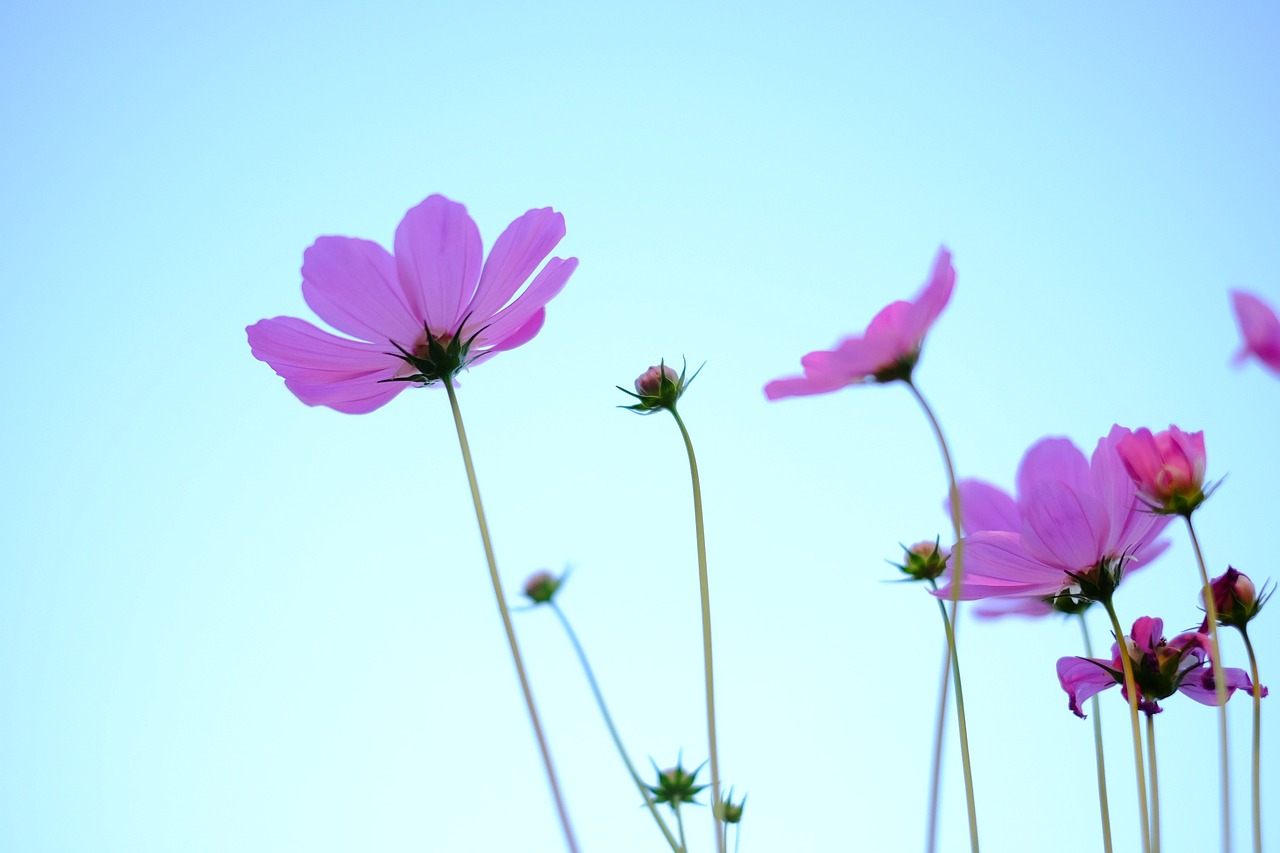 蕉城最新疫情动态与防控措施更新通报