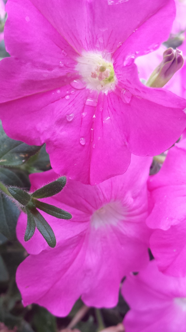 苹果园最新动态,科技与生态融合发展的探索之路