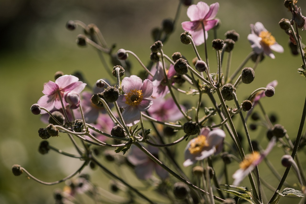 天水地区肺炎疫情最新动态，最新数据与应对策略更新