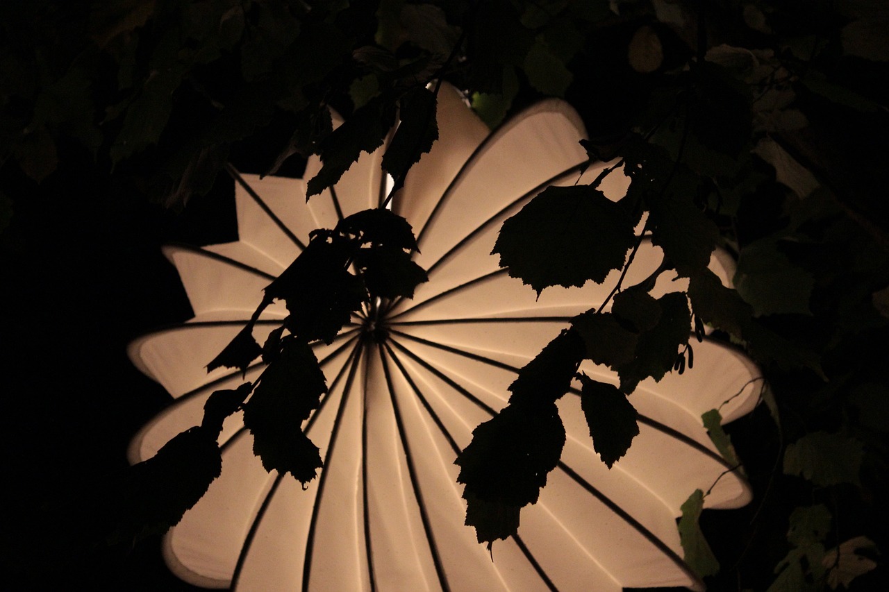 一花琴音最新，音乐与艺术的融合之美探索