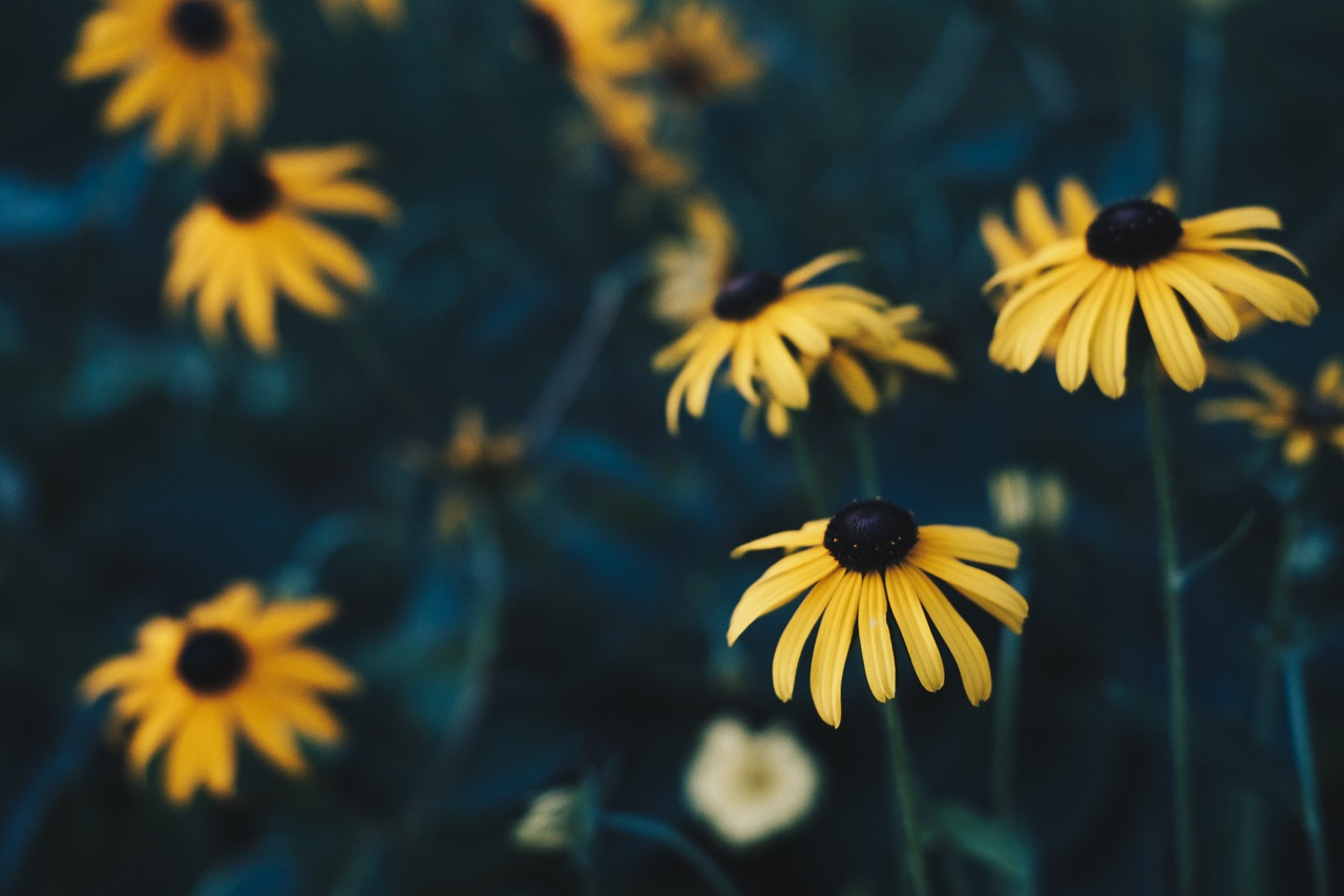 一花琴音最新,音乐与艺术的融合之美探索