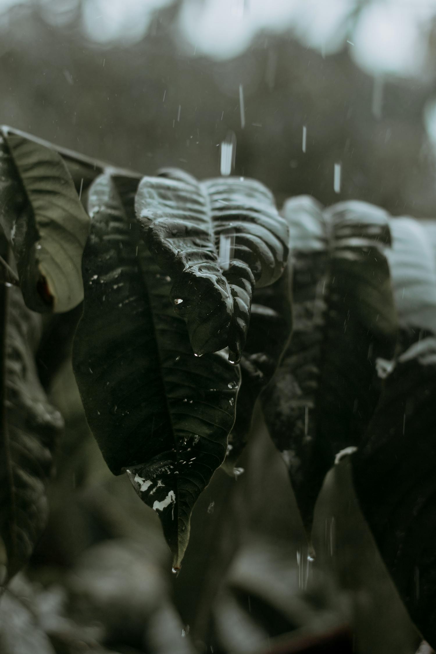 气象预报最新动态深度解析及其影响探讨