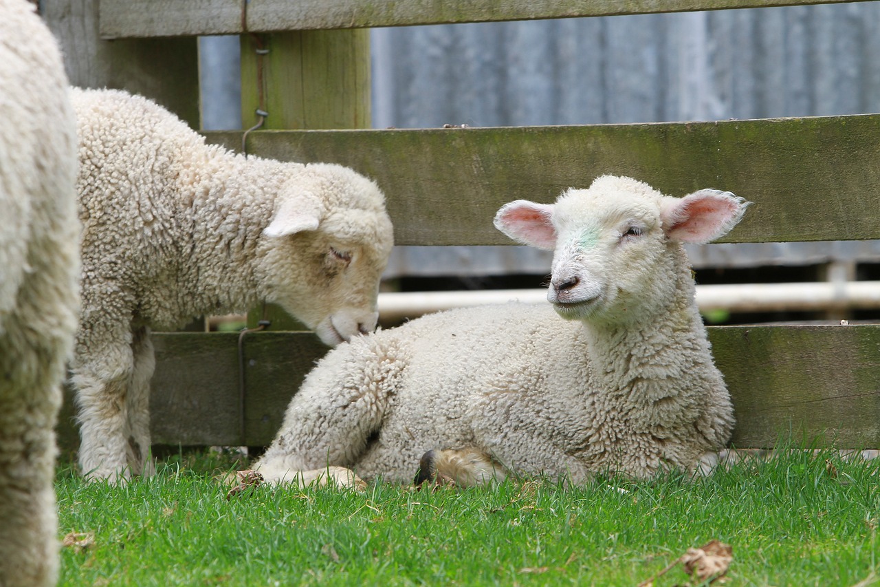 鸡最新病毒，了解、预防与应对措施