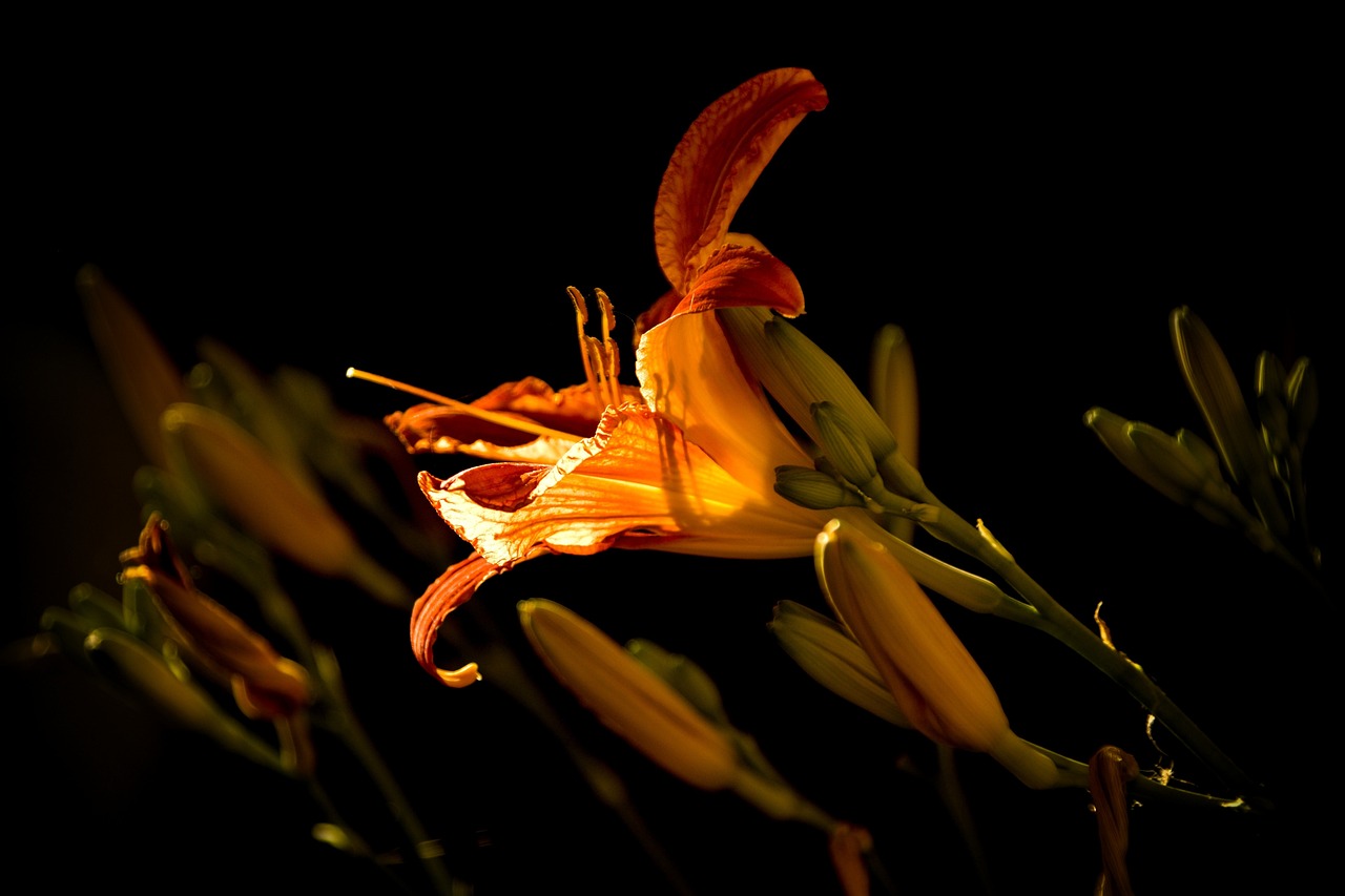 易剑莲,传奇之花绽放的魅力