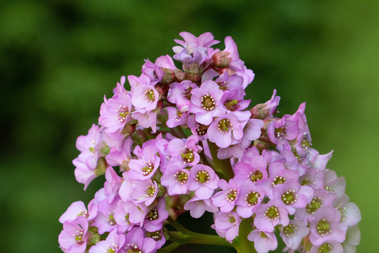 易剑莲,传奇之花绽放的魅力