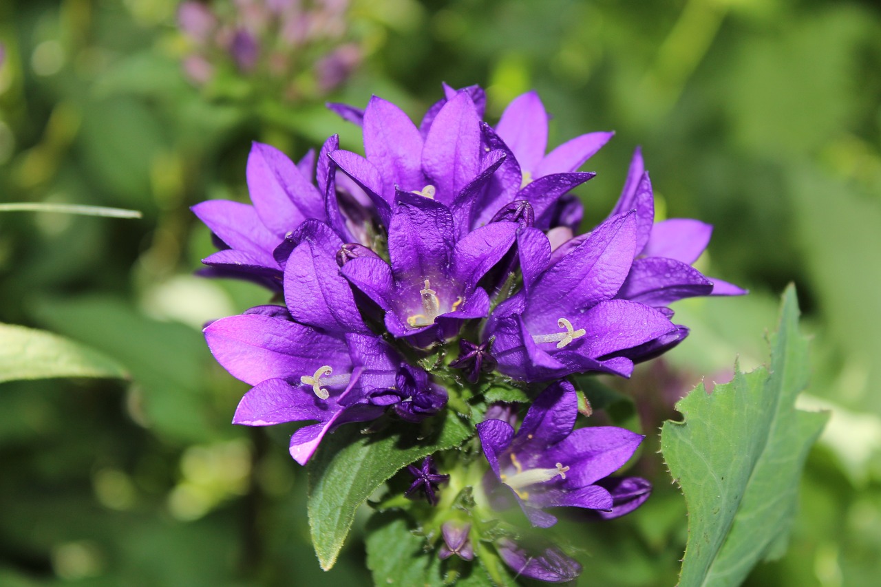 聊城农村新动态,乡村振兴展现蓬勃生机与活力