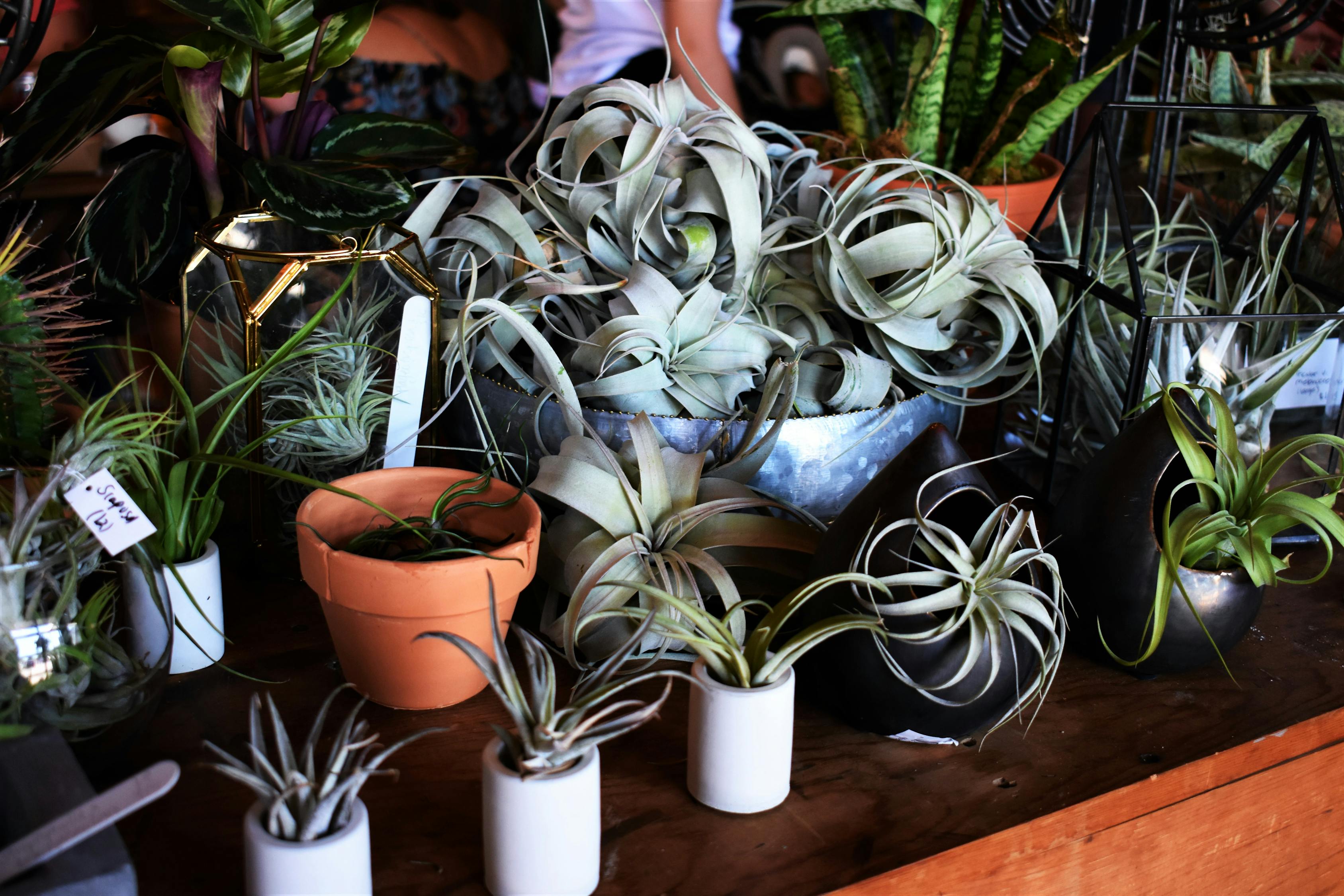 田村卡最新动态，引领乡村数字化新潮趋势