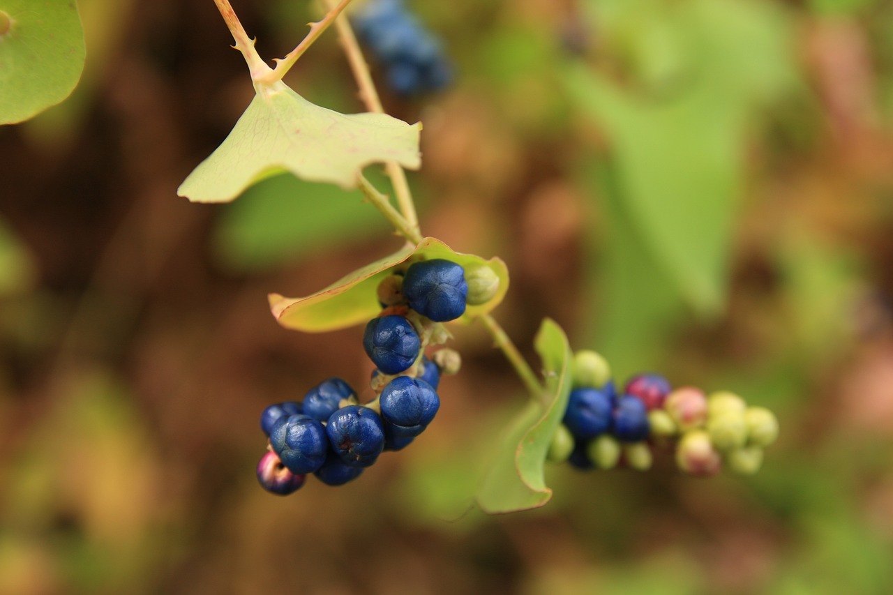 王者神婿最新动态,荣耀之路波澜再起