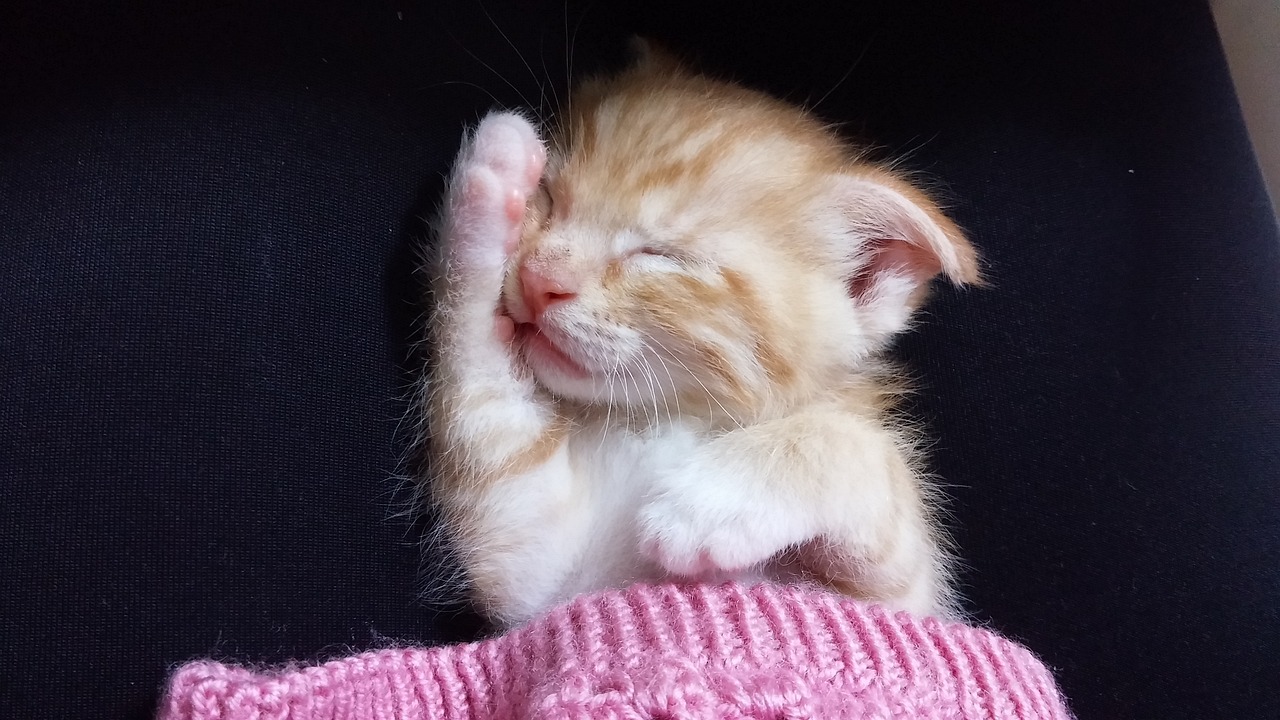 小歪最新解说动态，游戏世界新潮流的深度剖析