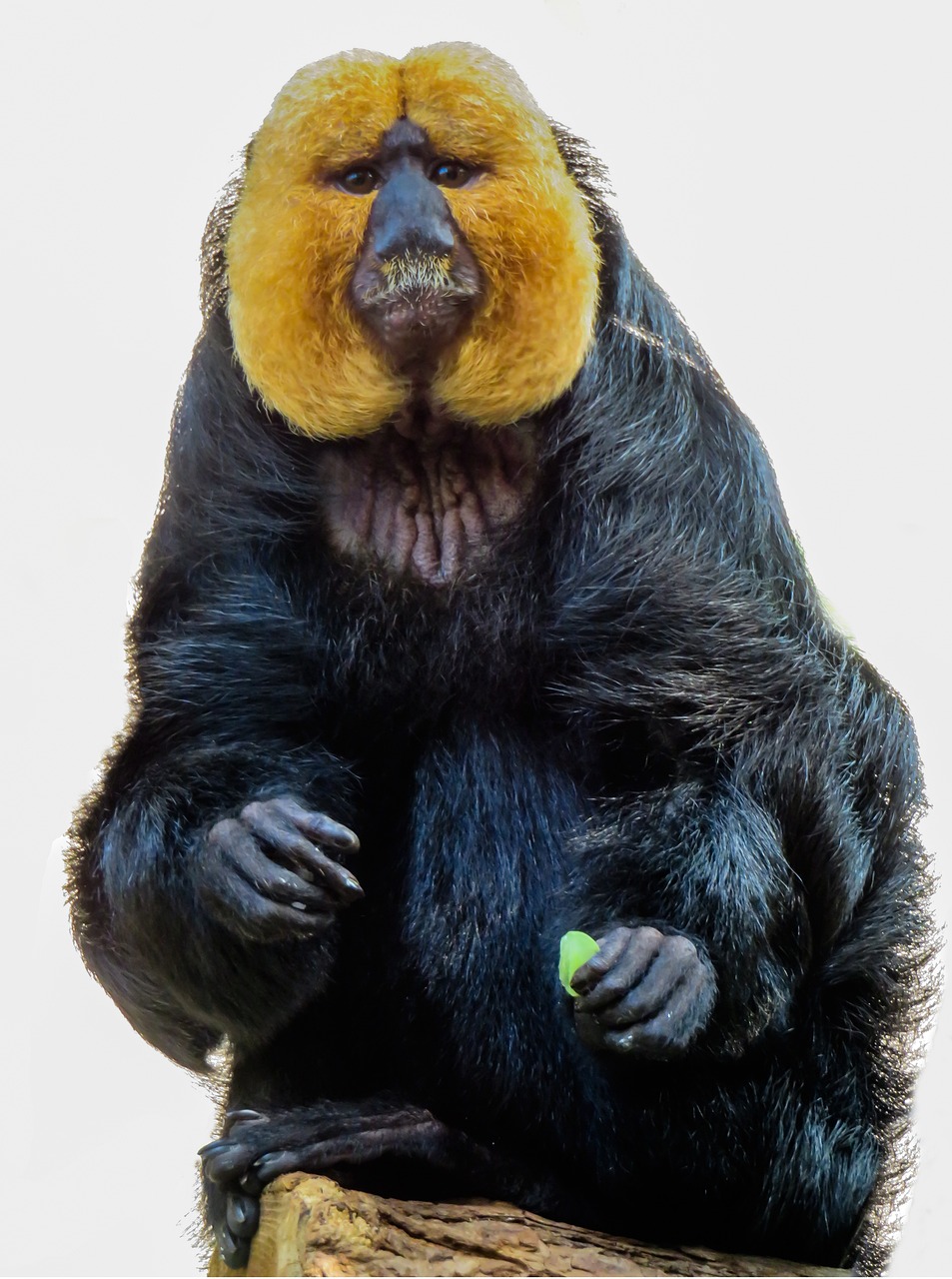 7777788888精准一肖：本期推荐狗、狗、狗、猴