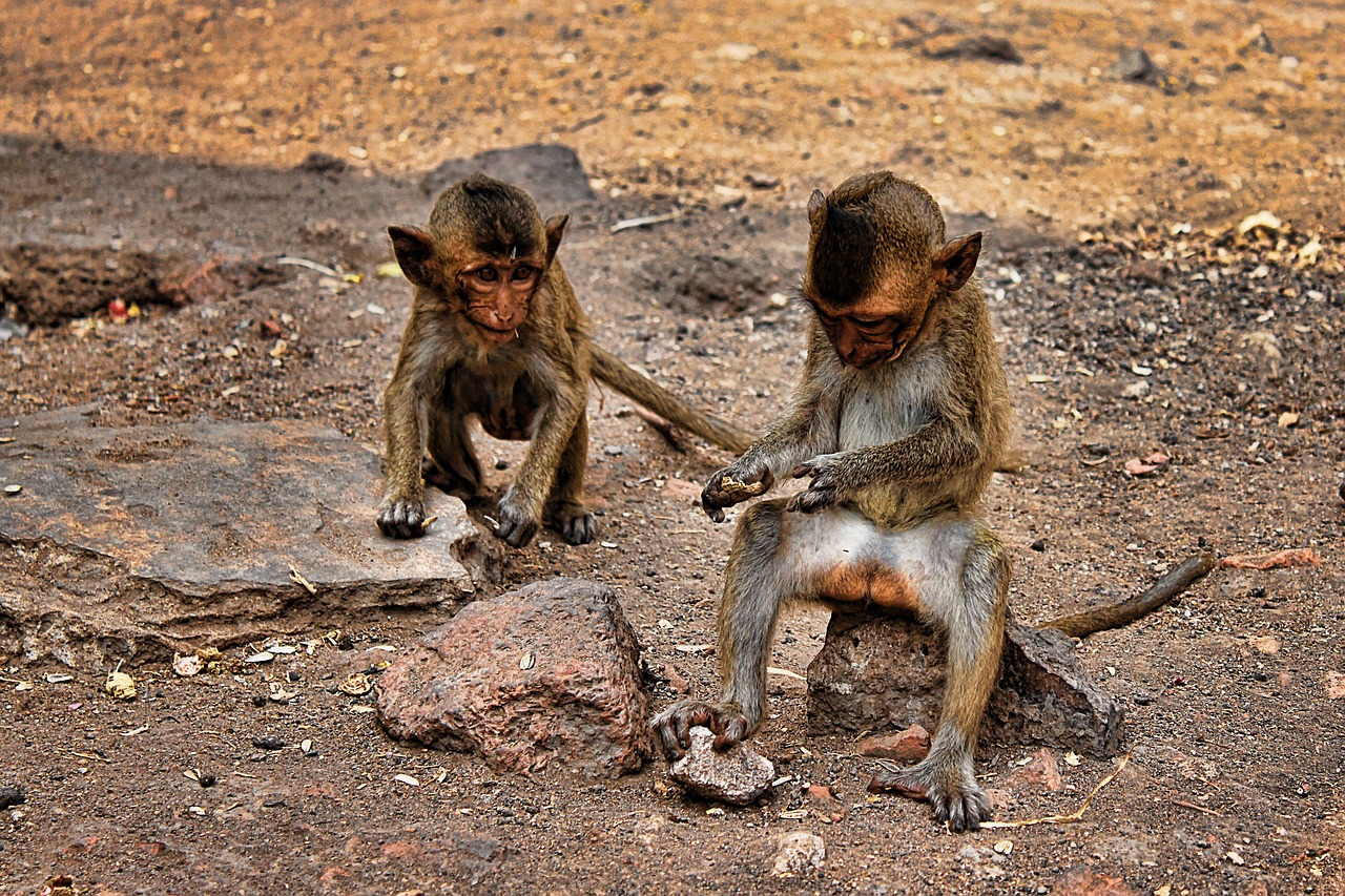 澳门一码一特一中准选今晚：本期推荐狗、龙、龙、猴