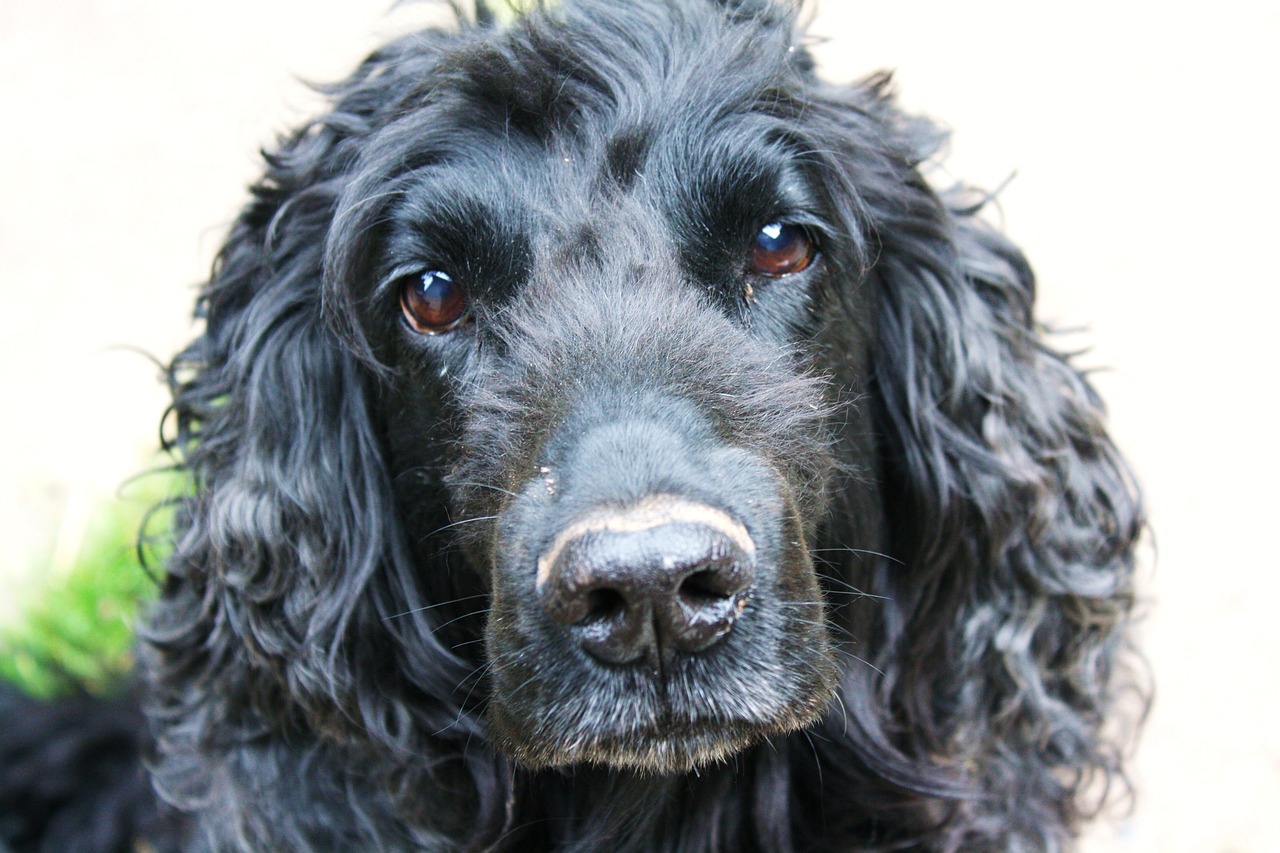 2024年正版资料免费大全中特：本期推荐狗、猪、狗、猪