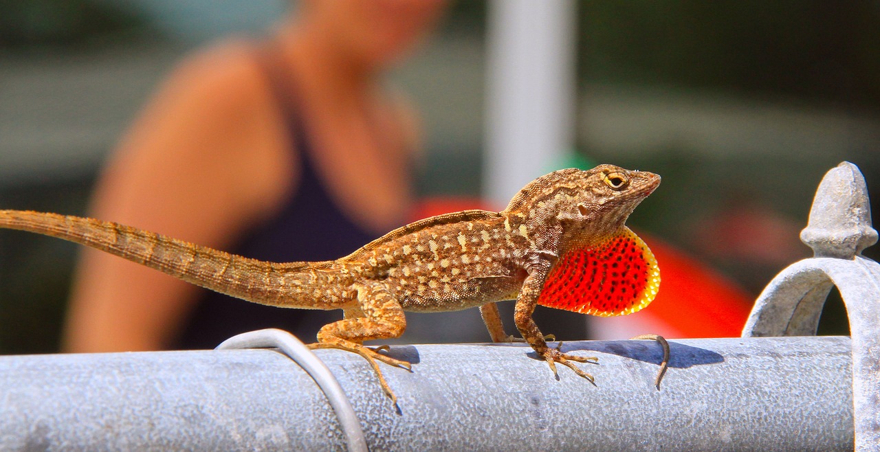 新澳门免费精准大全:本期推荐虎、兔、龙、牛