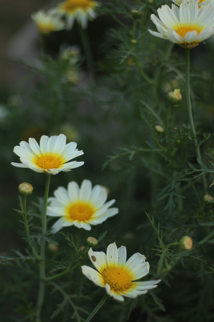 武契奇最新动态，政治生涯新篇章与挑战揭秘