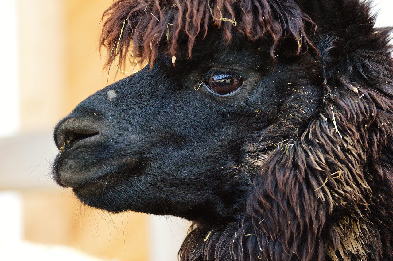 626969澳彩资料大全24期：本期推荐牛、狗、鼠、兔