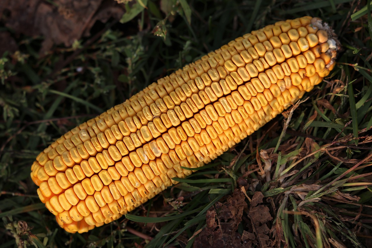 玉米最新价格动态及分析摘要