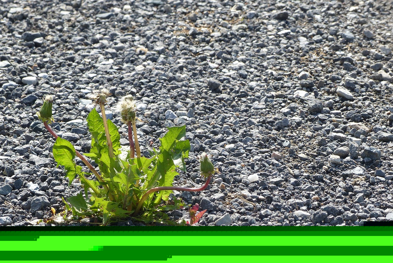 SAI 6最新动态与技术解析揭秘