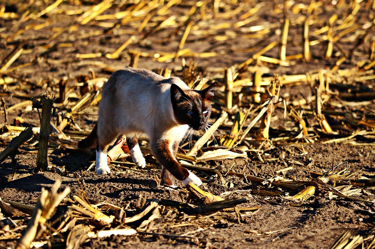阖木堂最新动态,创新引领时代潮流,发展迈向新高度