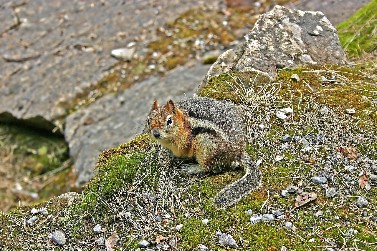 毅鼠最新漫画,探索未知世界的奇幻之旅