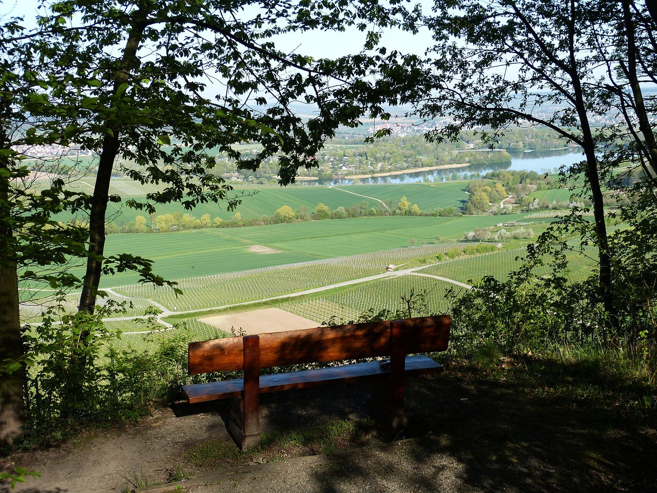 最新薯苗，种植、培育及未来应用前景展望