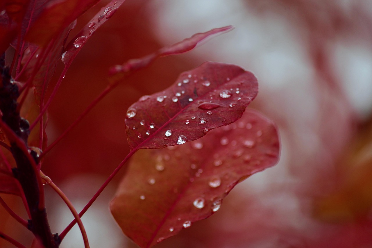 BJ赛秋最新动态及前景展望