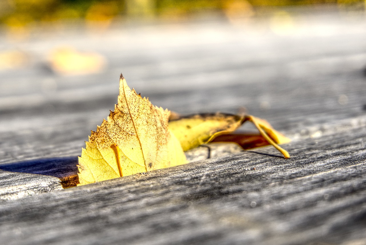 衡水地区肺炎疫情最新动态分析与进展