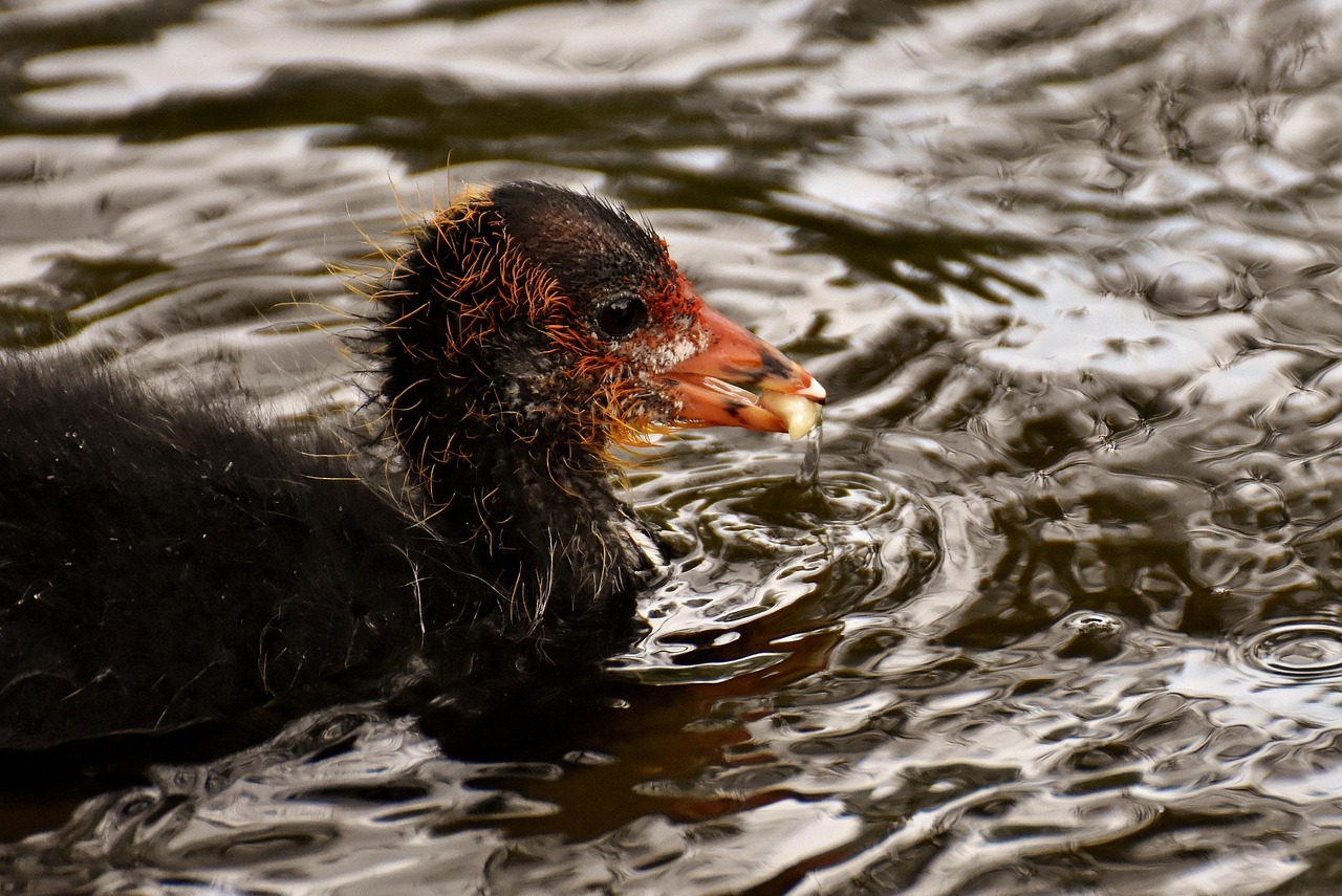 探索神秘世界奇迹生物，最新水虎鱼揭秘