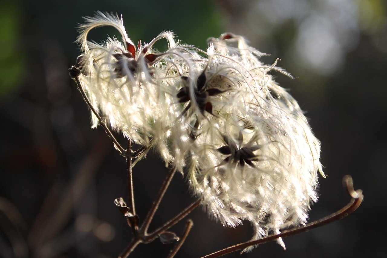 维也纳最新事件,城市新动态与文化冲击揭秘