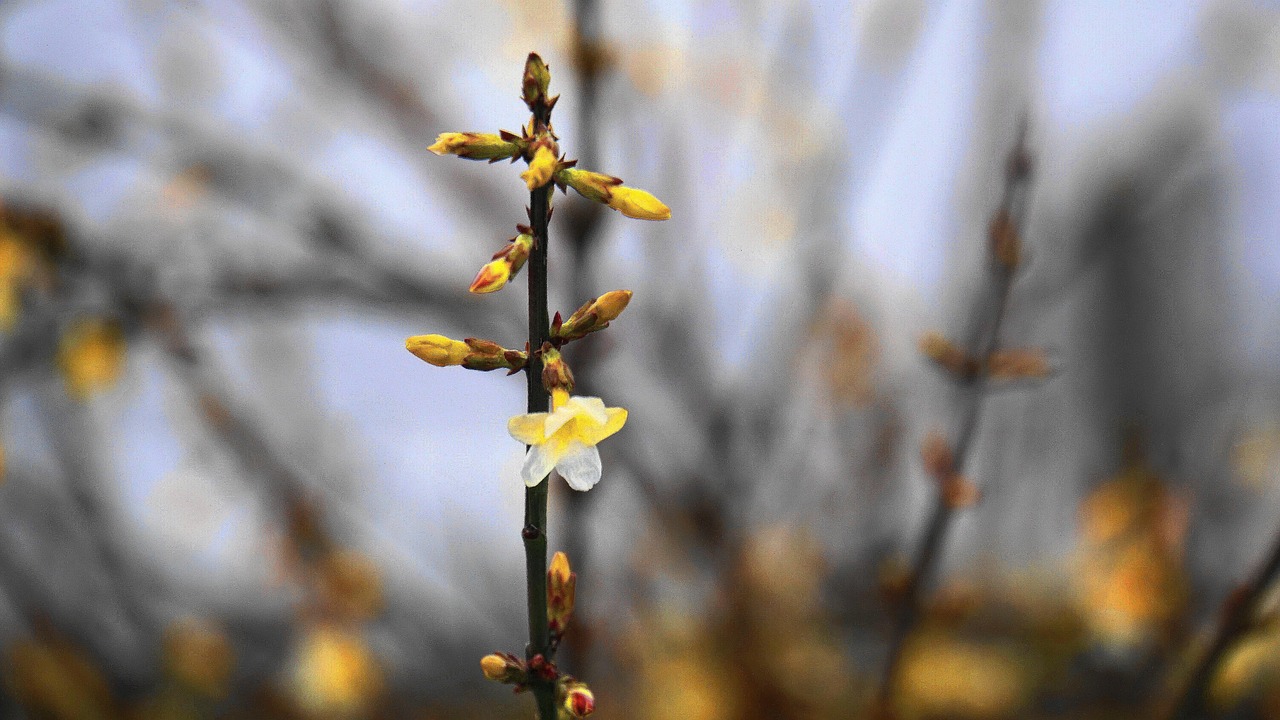 茉莉最新版，探索新时代茉莉花的魅力