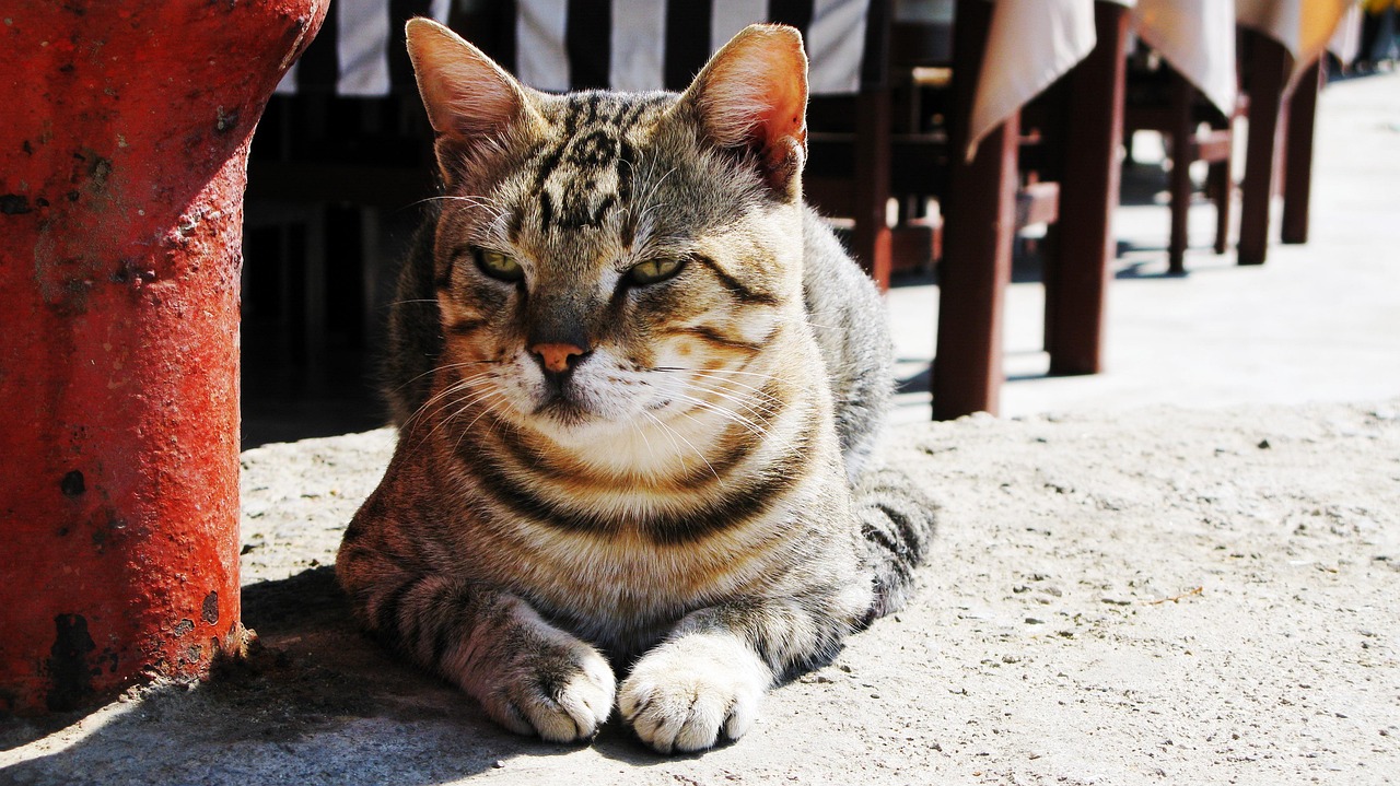 全球煌灾最新动态，重大挑战与应对策略