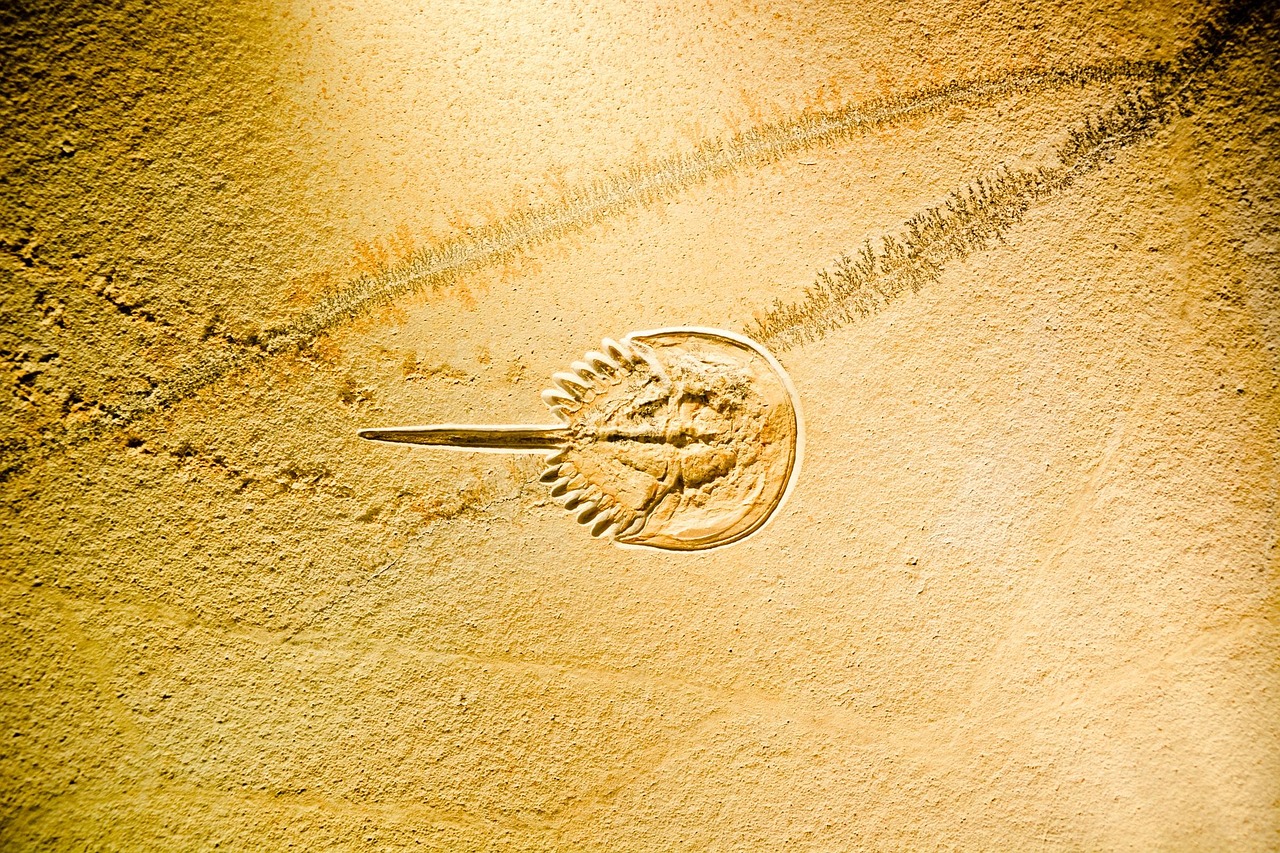 郡司桑最新动态,展现时代潮流与无限魅力