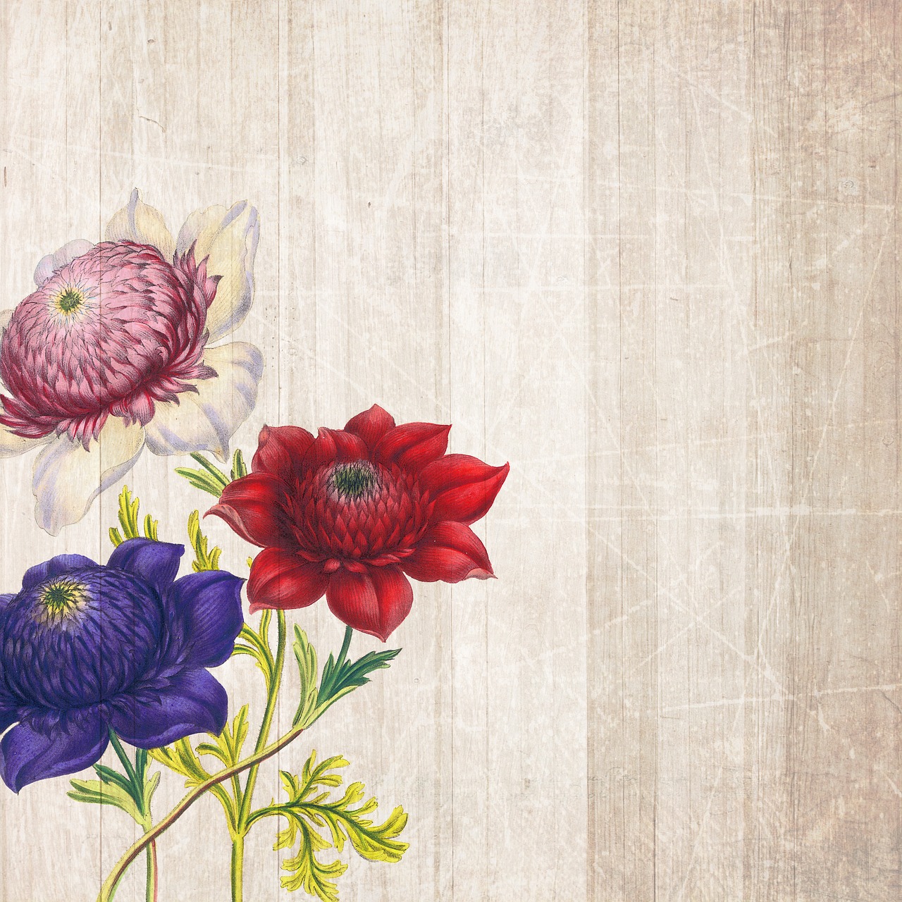 玫瑰优雅魅力,最新高清头像大全