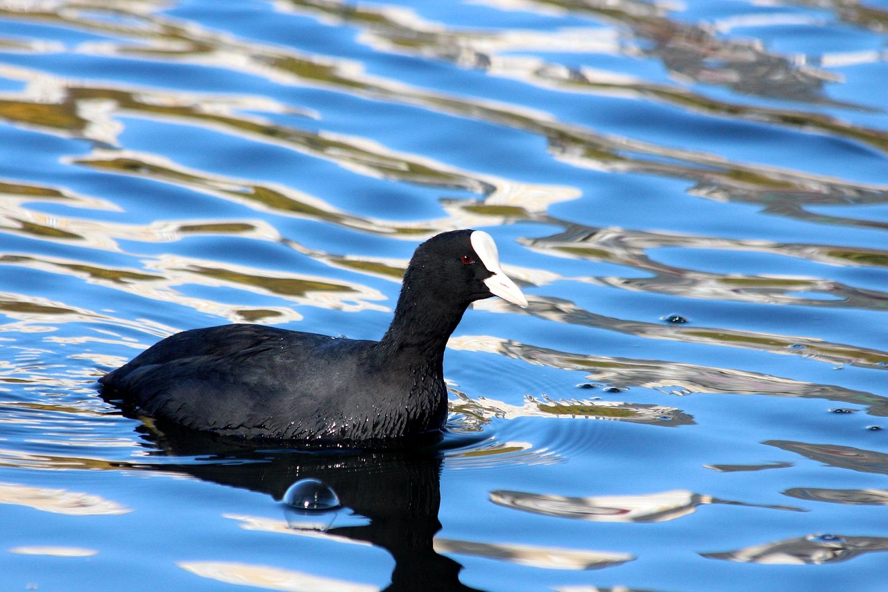赛鸽比赛,探索赛鸽竞技之道的奥秘与策略
