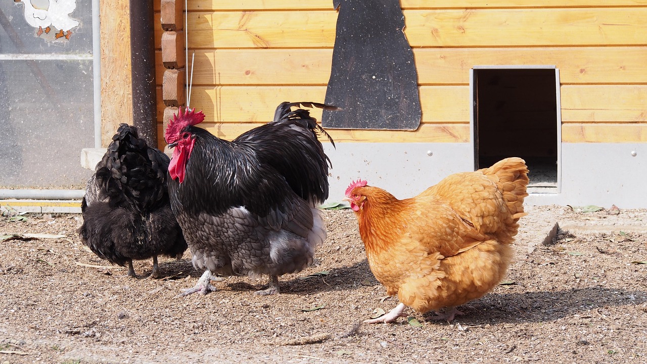 挂鸡王比赛,别开生面的竞技盛宴