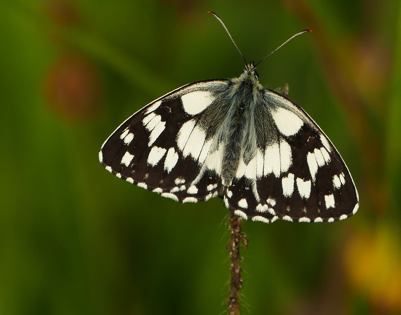上海石化股票行情价格深度解析及最新动态