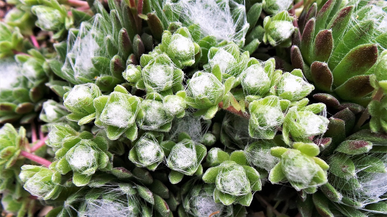 张家口姚家房最新动态,城市发展的见证者