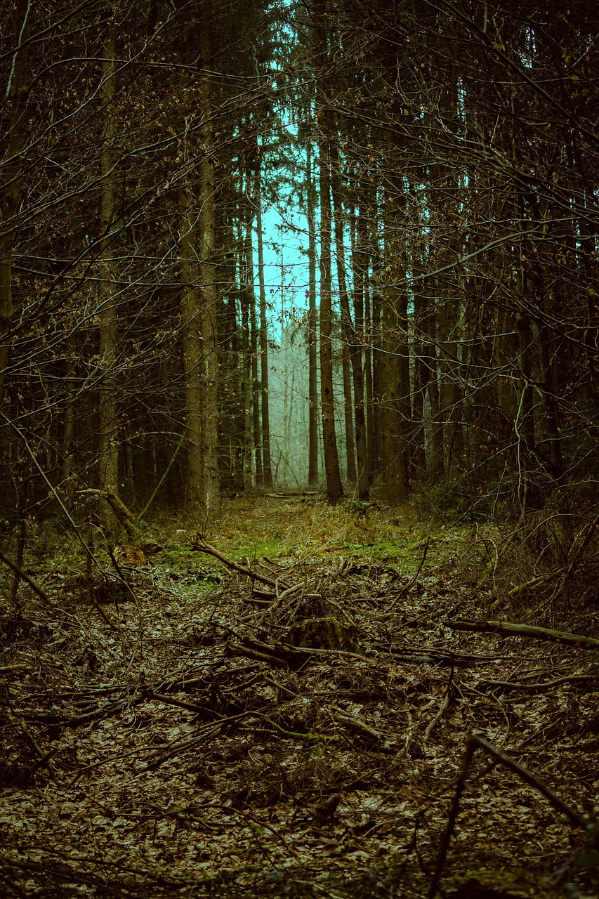 龙潭资讯，探索神秘世界的门户