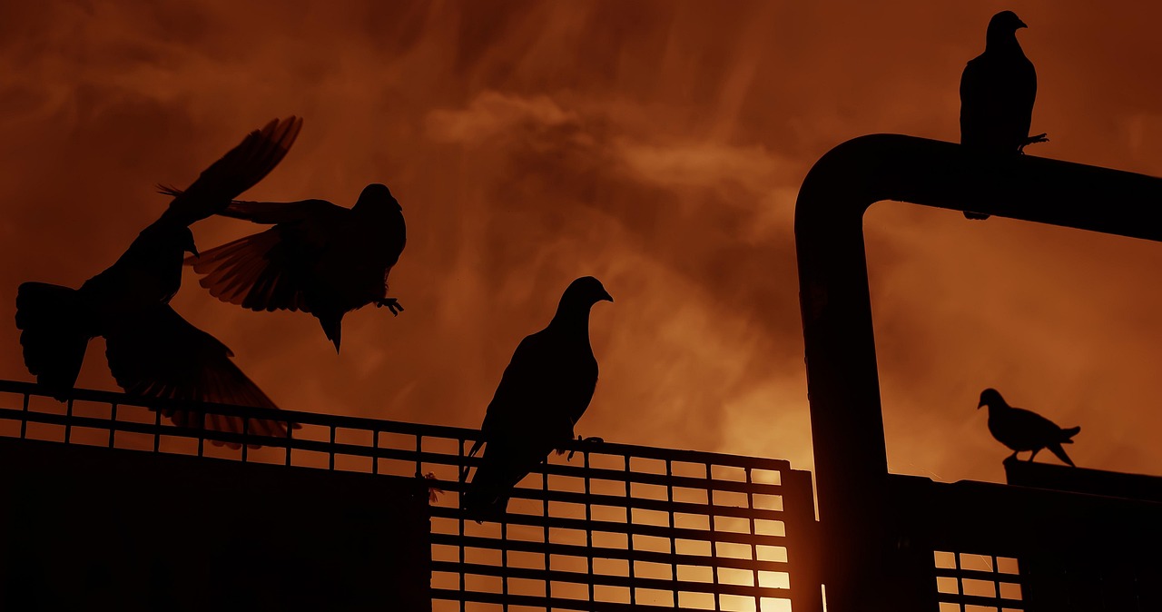 草民电影在线观看，探索与体验之旅