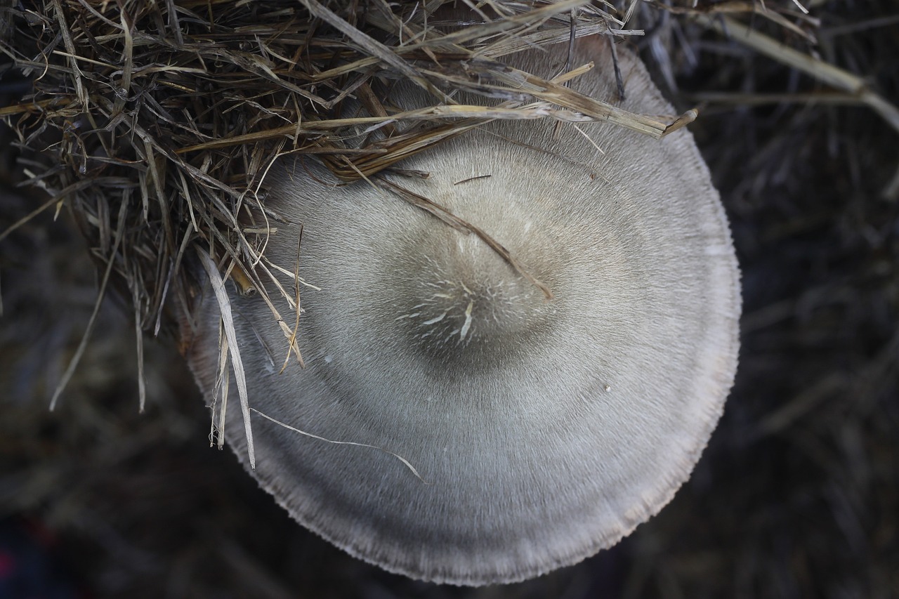 最新白银期货价格及动态分析概览