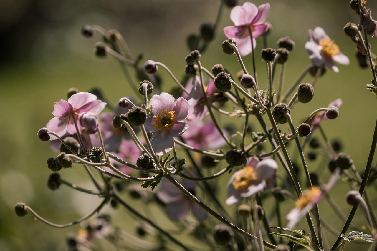 全球肺炎疫情最新动态与应对策略探讨，全球疫情状况分析更新