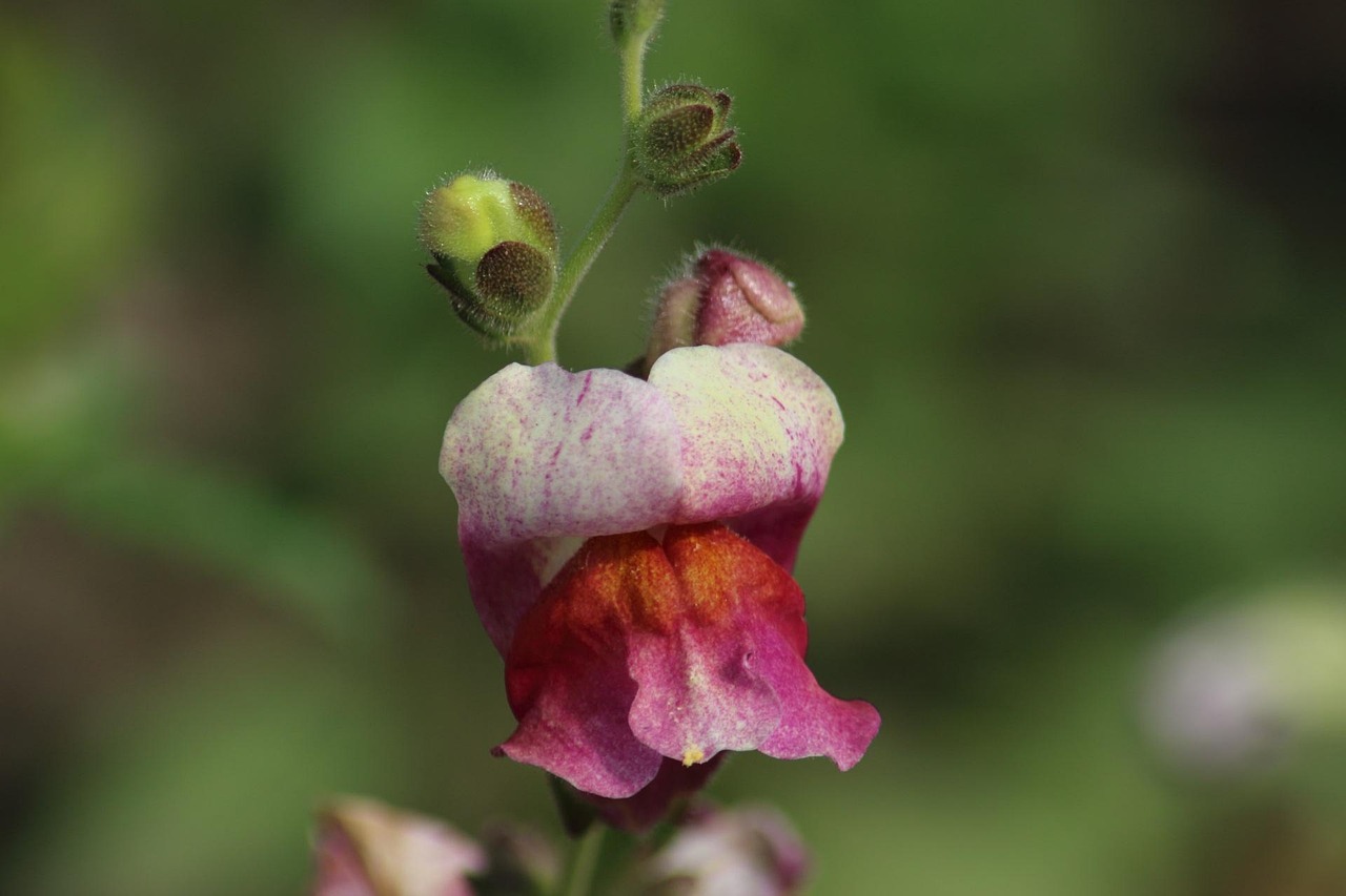 非诚勿扰最新资讯深度解析，情感、节目动态一网打尽！