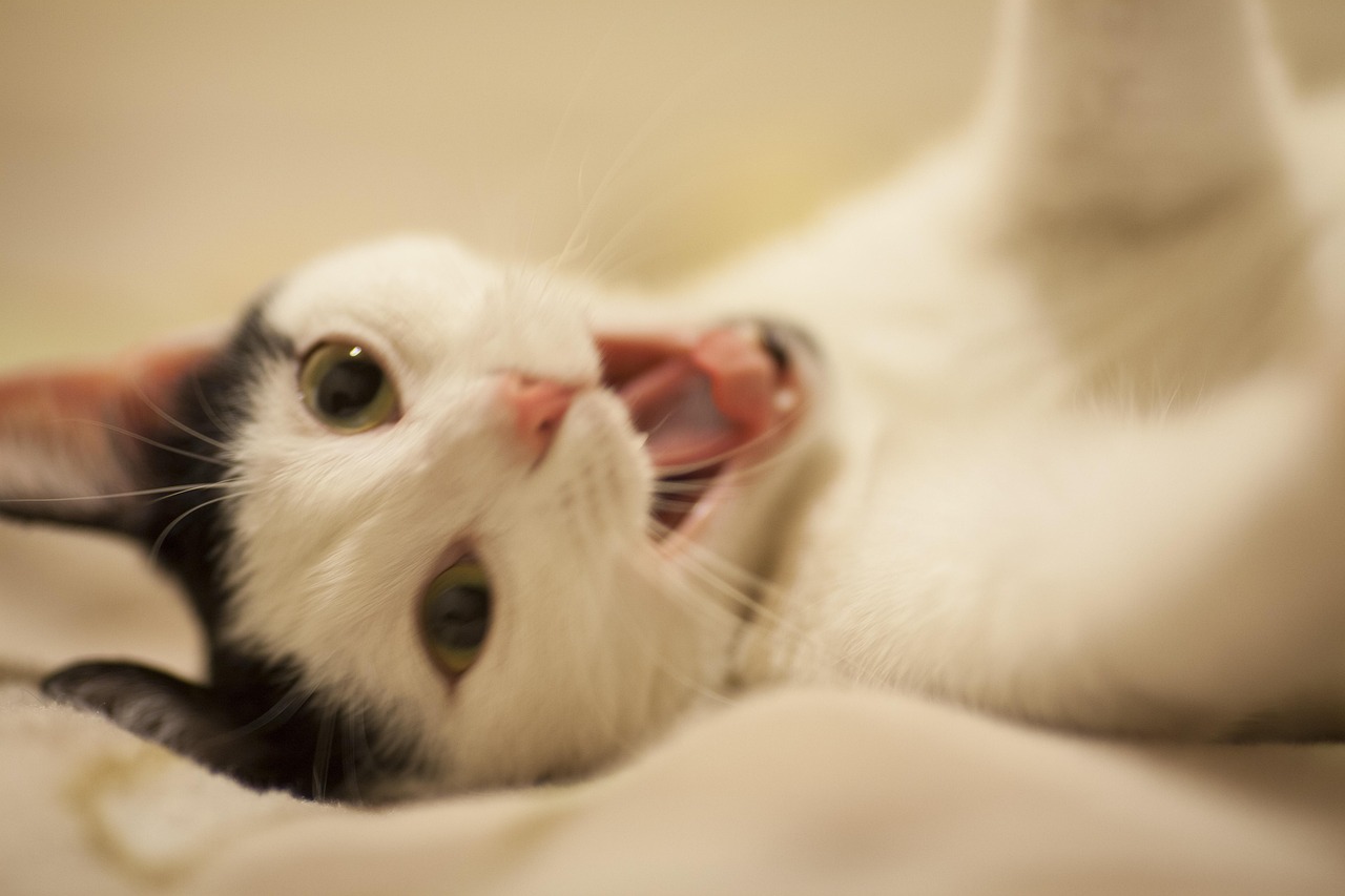 情侣头像动漫猫，流行文化与爱情甜蜜的象征